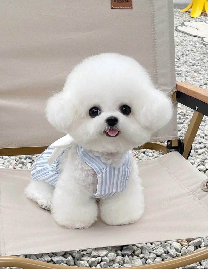 ảnh con chó cute đáng yêu nhìn thẳng camera