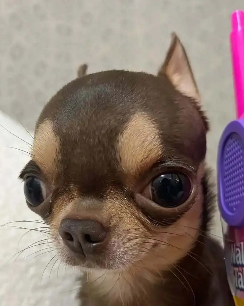 hình ảnh con chó cute 1