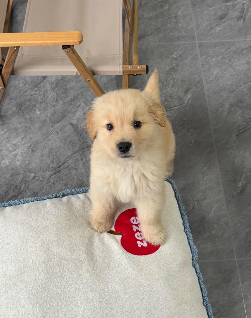 hình ảnh con chó cute ngoài trời nắng đẹp
