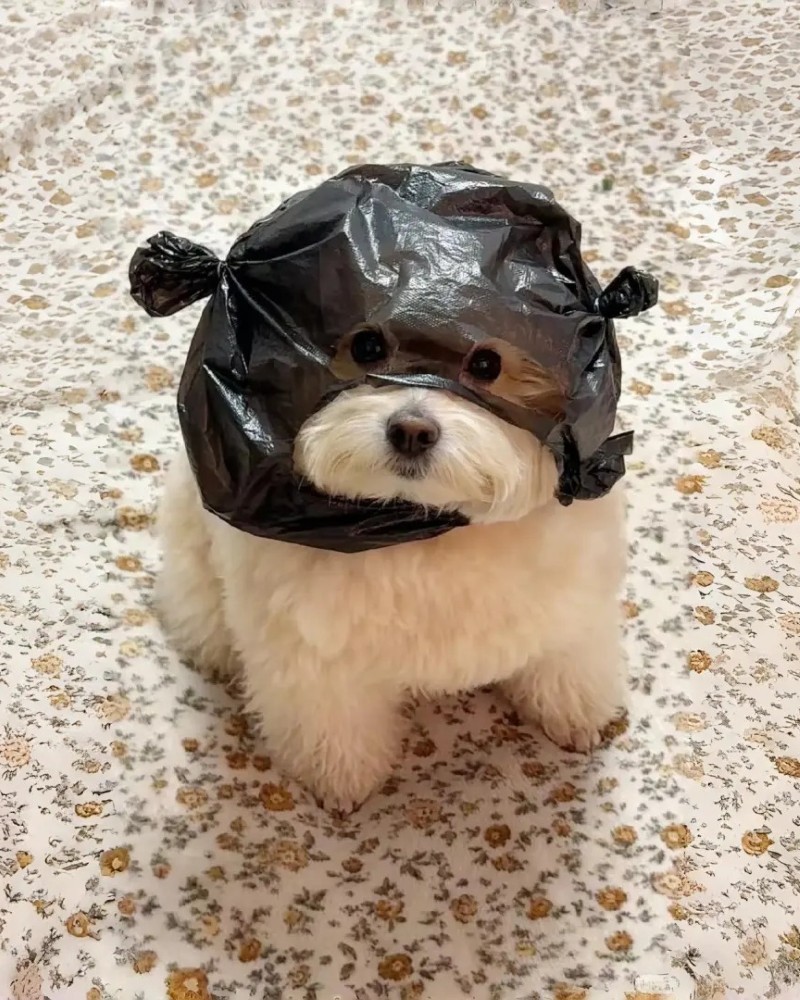 hình ảnh con chó cute 10