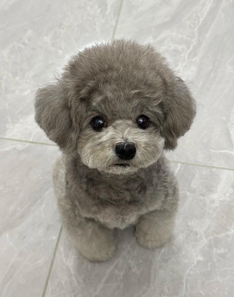 chó con dễ thương lông trắng mịn