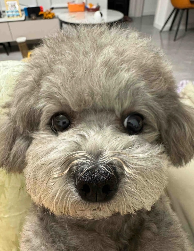 chú chó nhỏ đáng yêu đang ngủ
