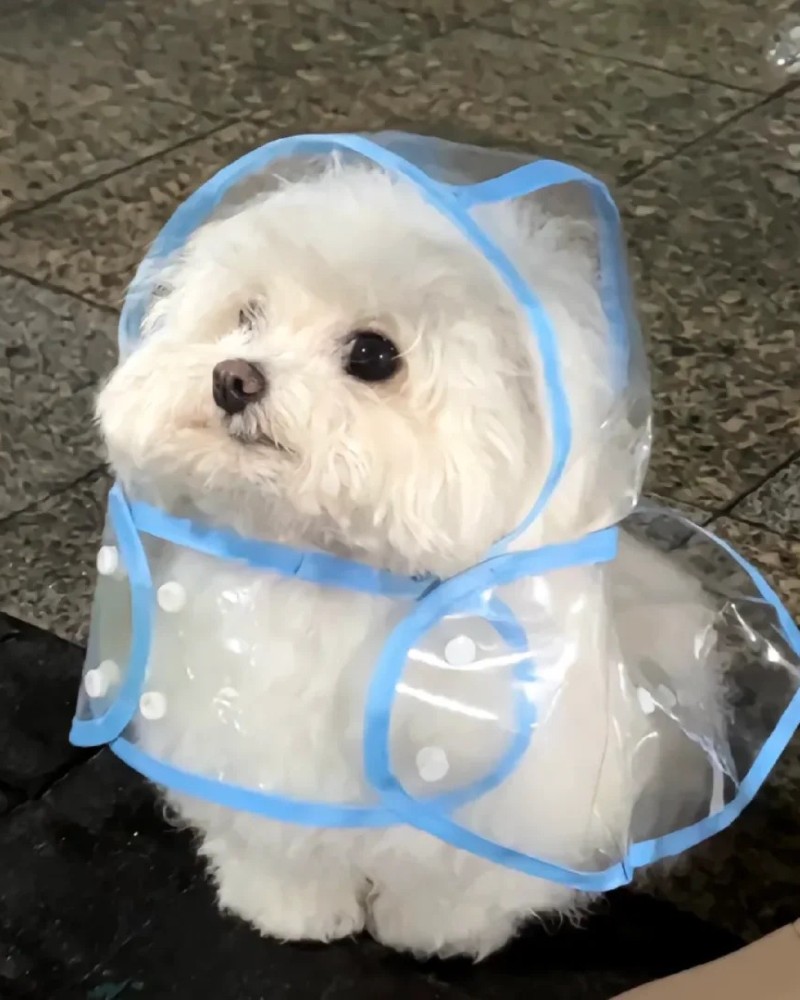 hình ảnh con chó cute 12