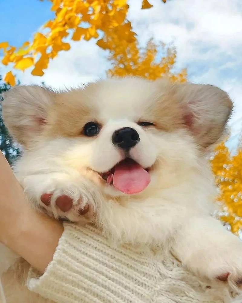 hình ảnh con chó cute 13