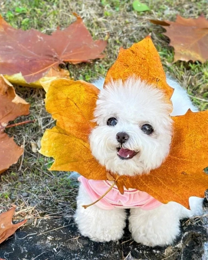 hình ảnh con chó cute 14