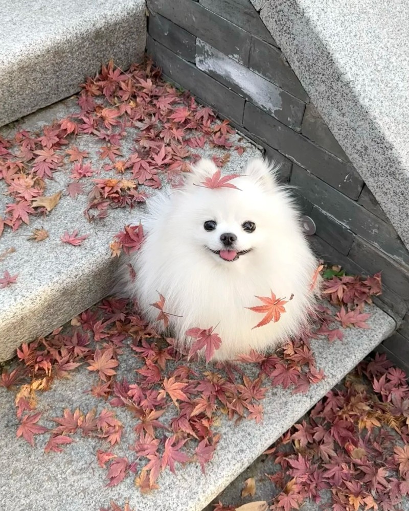 hình ảnh con chó cute 15