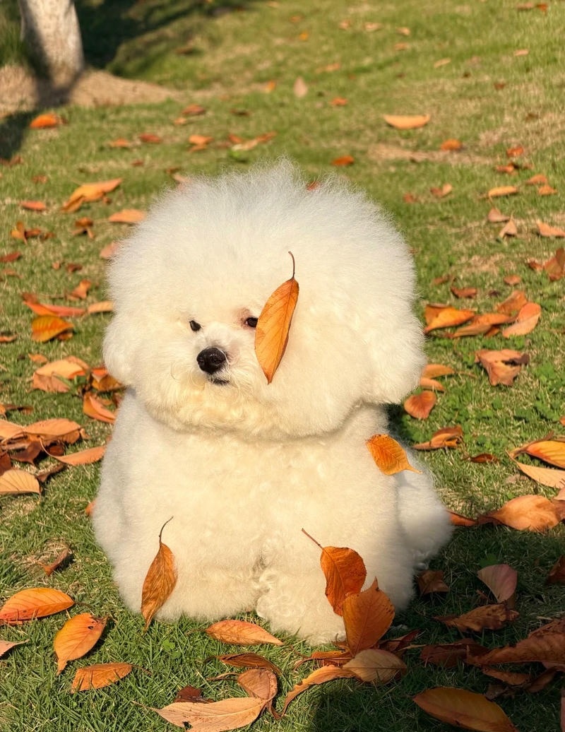 chó con vui vẻ bên đồ chơi