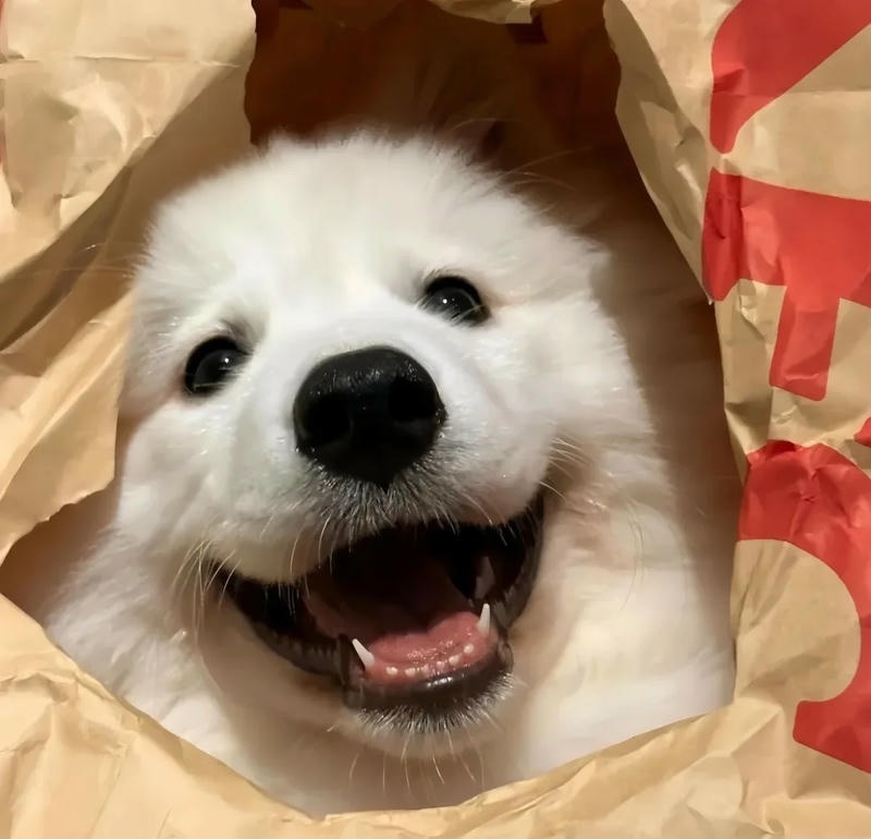 hình ảnh con chó cute lông xù dễ thương