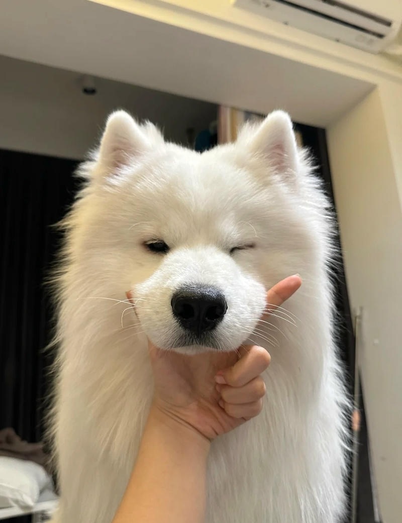 cún nhỏ với biểu cảm hài hước