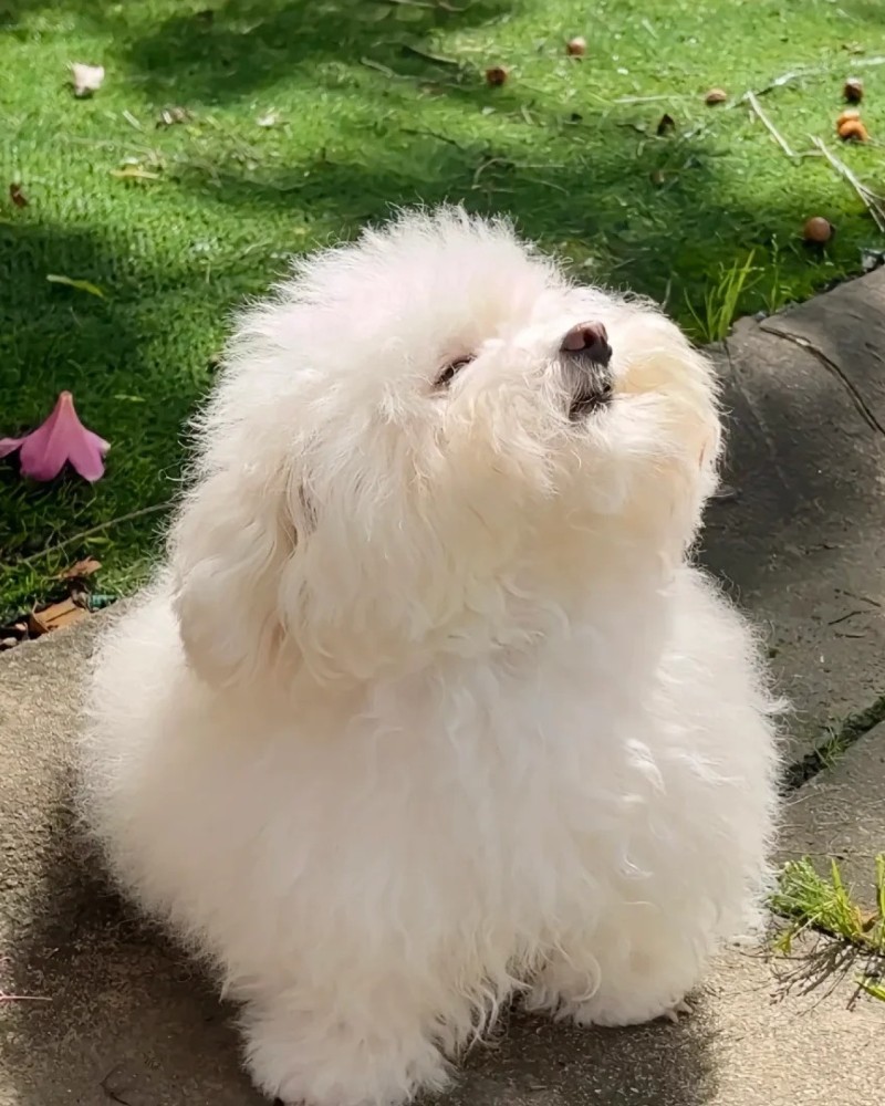 hình ảnh con chó cute 20