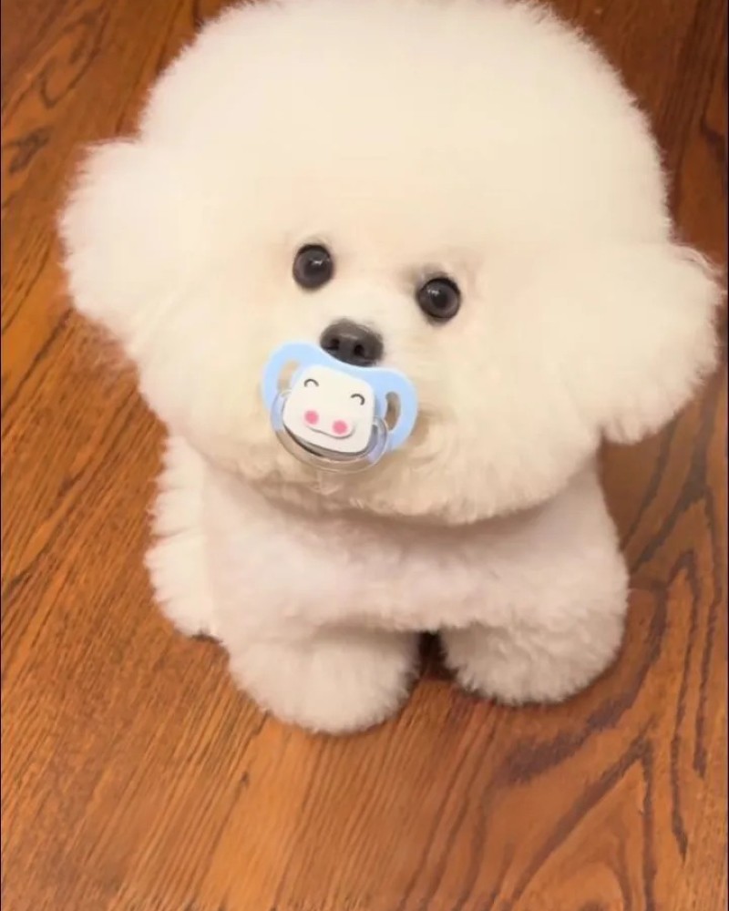hình ảnh con chó cute 21