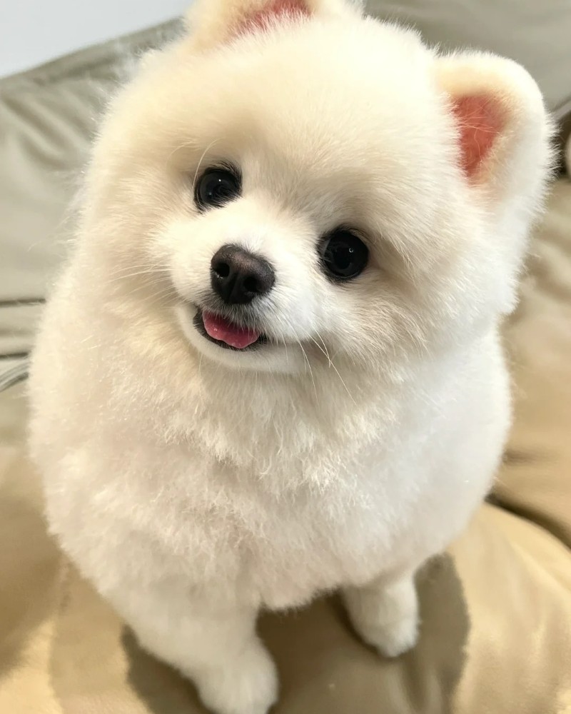 hình ảnh con chó cute 25