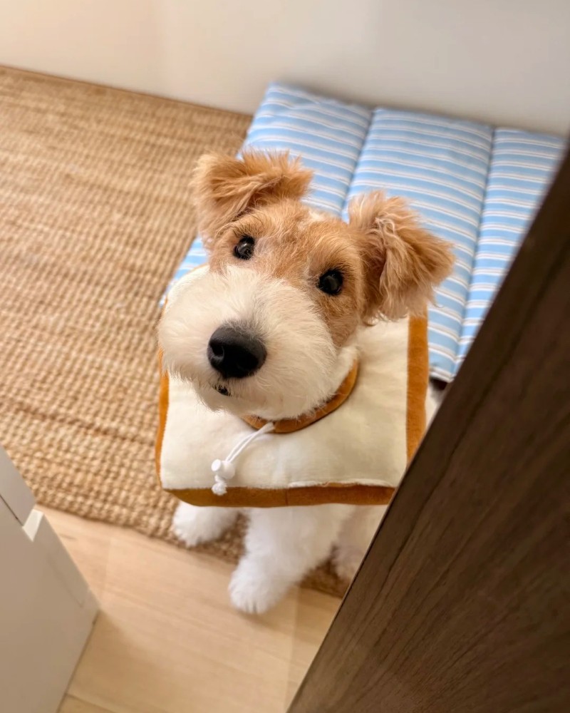 hình ảnh con chó cute 28
