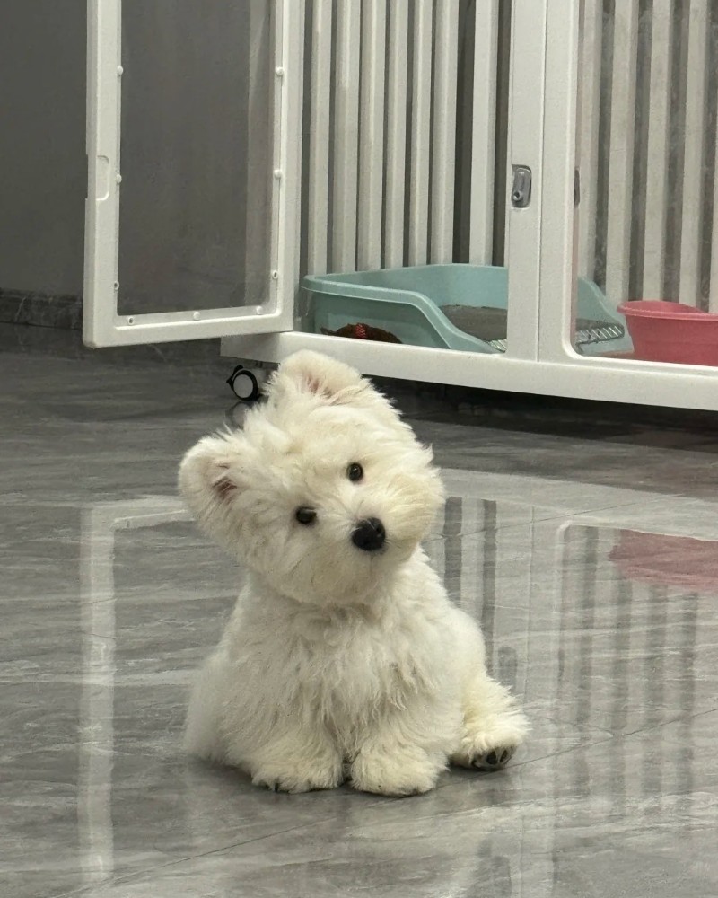 hình ảnh con chó cute 29
