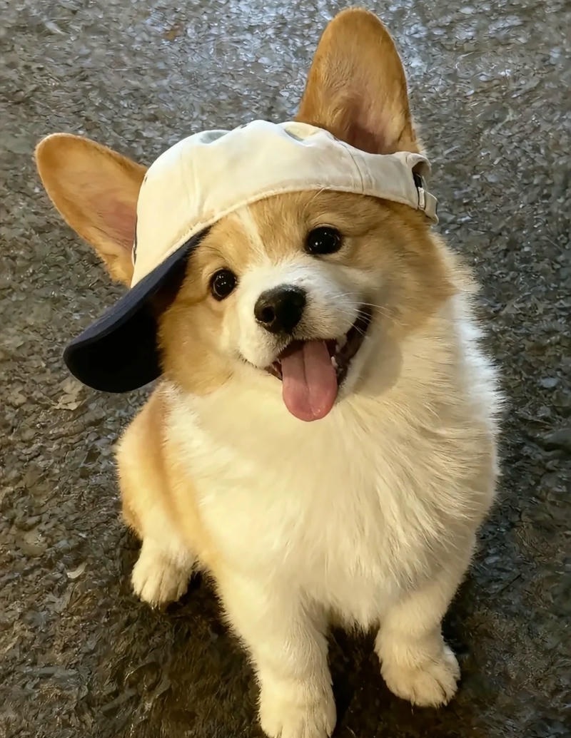 hình ảnh con chó cute đang ngủ say