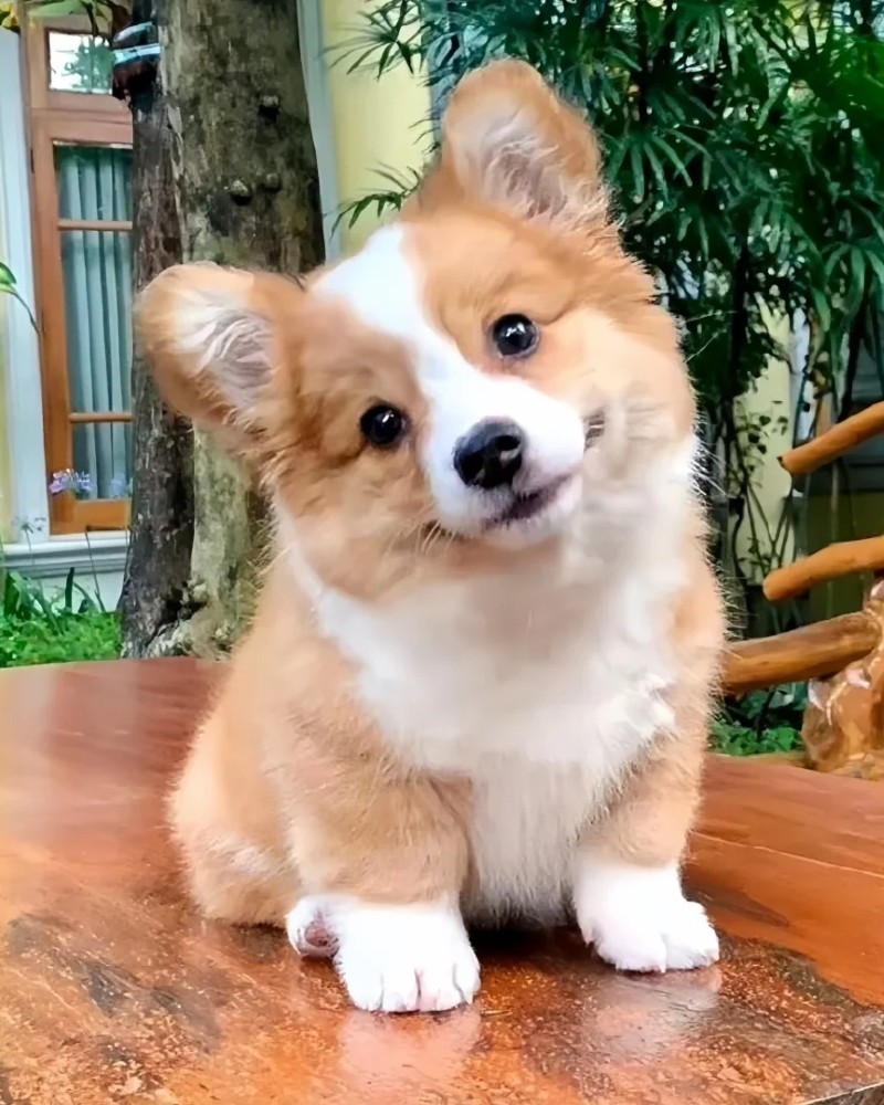 hình ảnh con chó cute 3