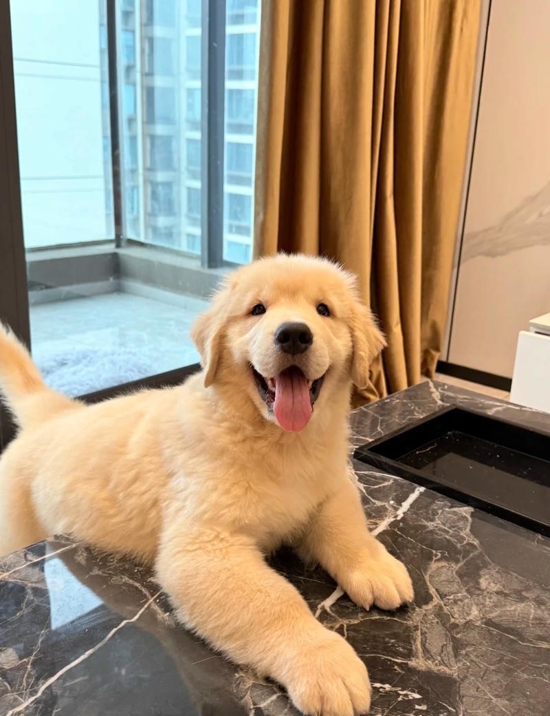  con chó cute chơi đùa trên cỏ