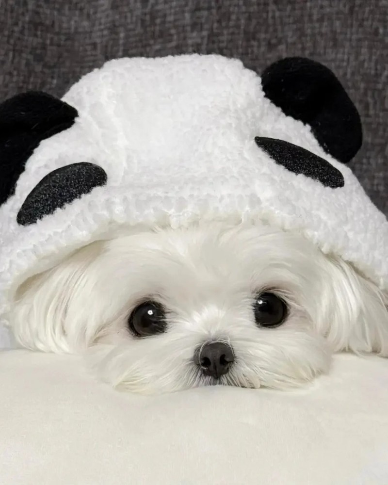 hình ảnh con chó cute 4