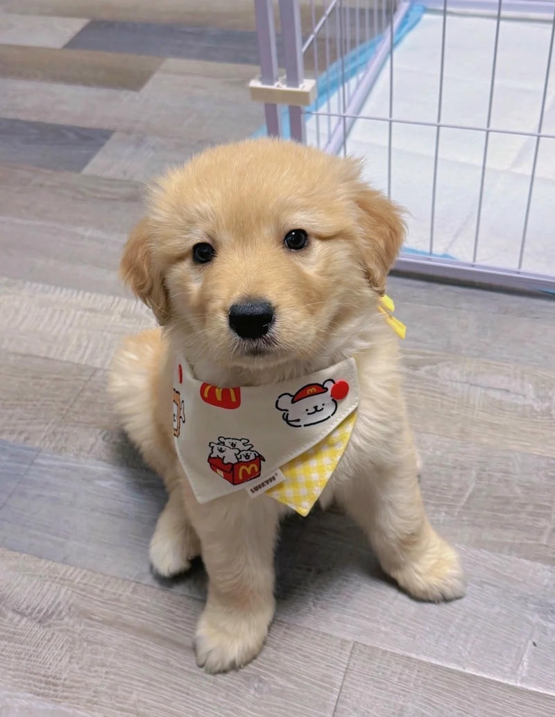 ảnh con chó cute với đôi mắt to tròn