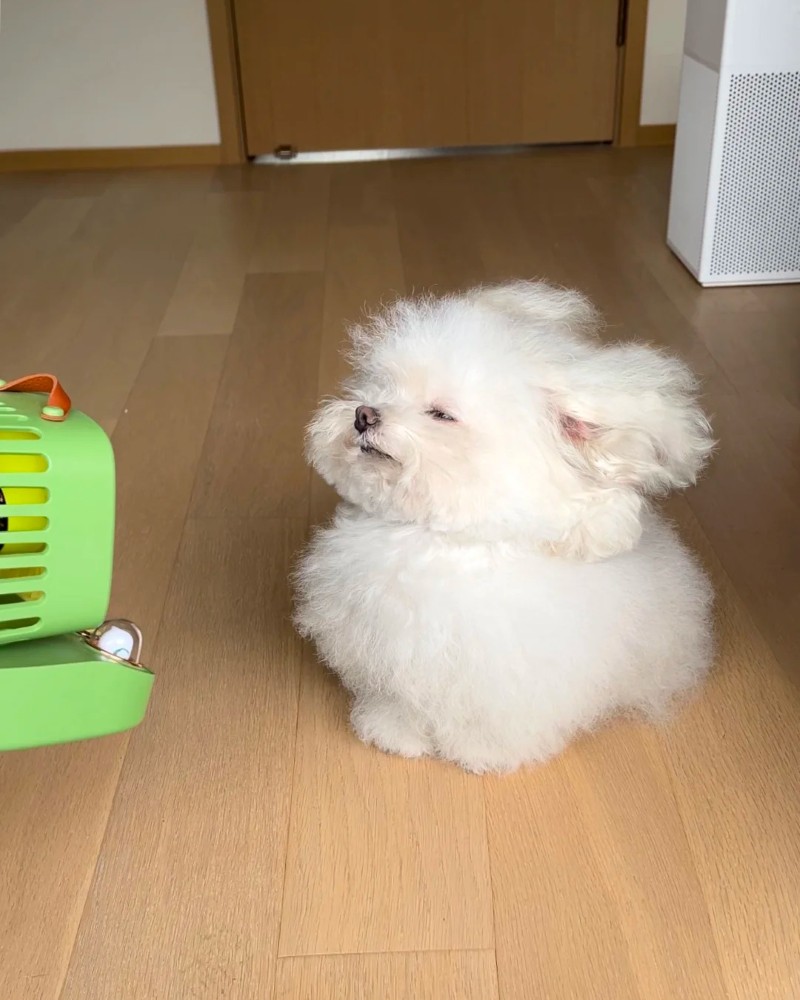 hình ảnh con chó cute 5