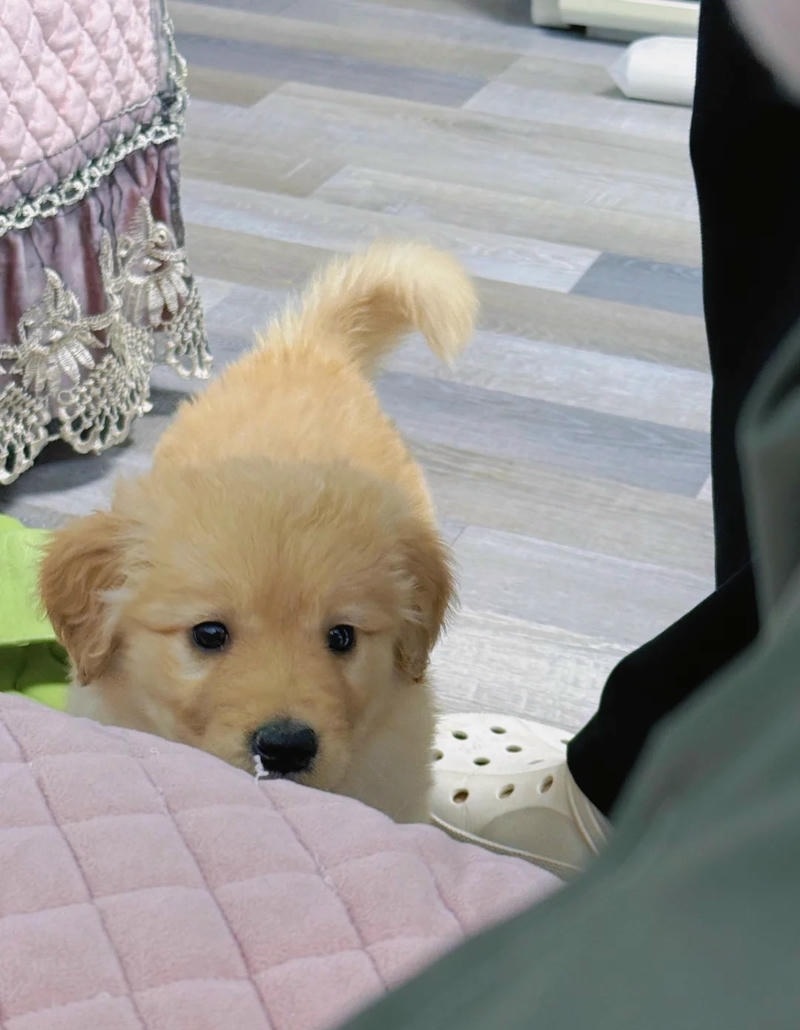 hình ảnh con chó cute cười tươi vui vẻ