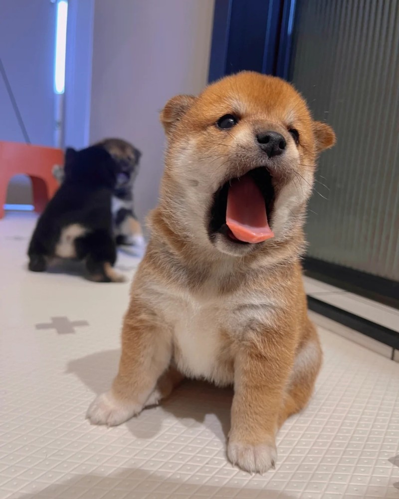hình ảnh con chó cute 6