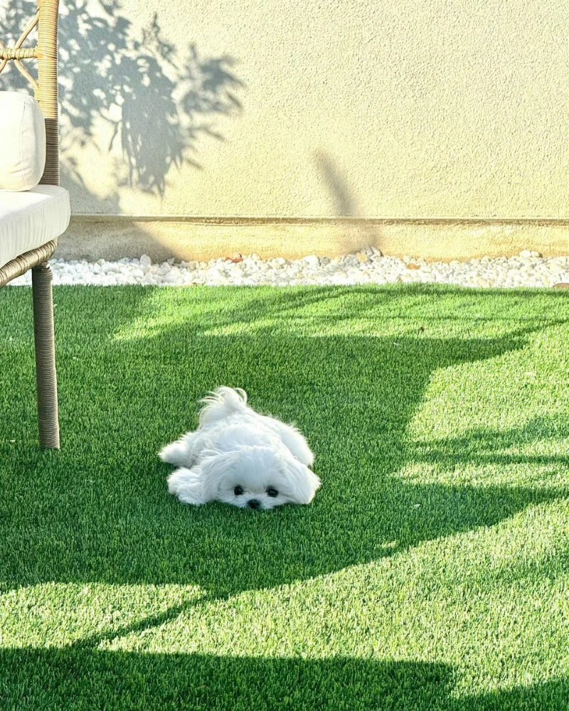 hình ảnh con chó cute 7