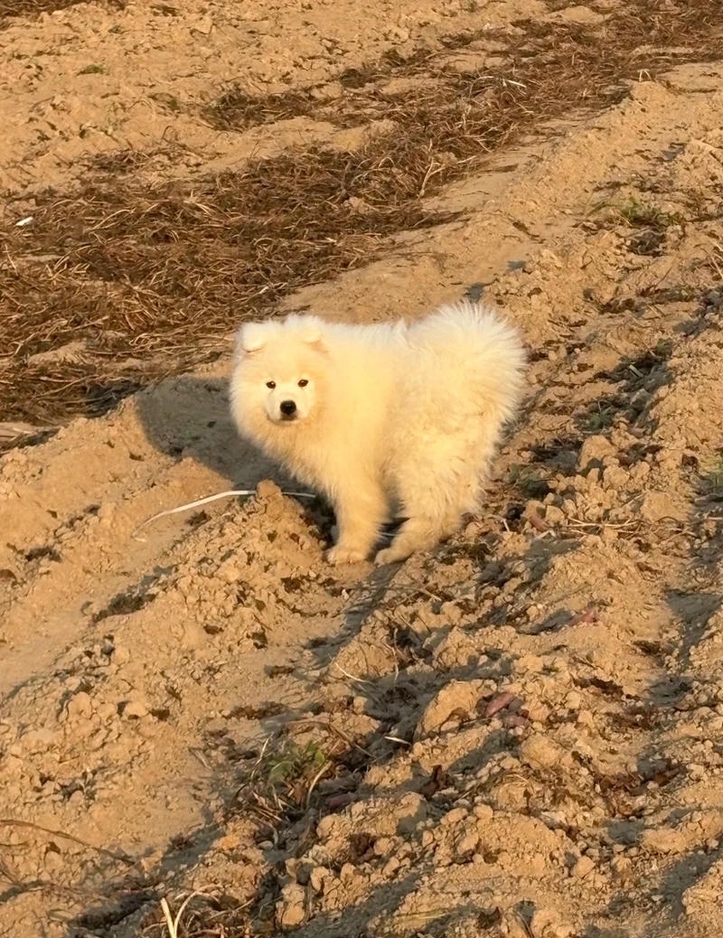 hình ảnh con chó cute trong bộ đồ dễ thương