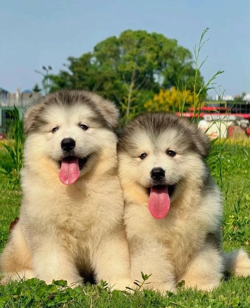 hình ảnh con chó cute nằm thư giãn