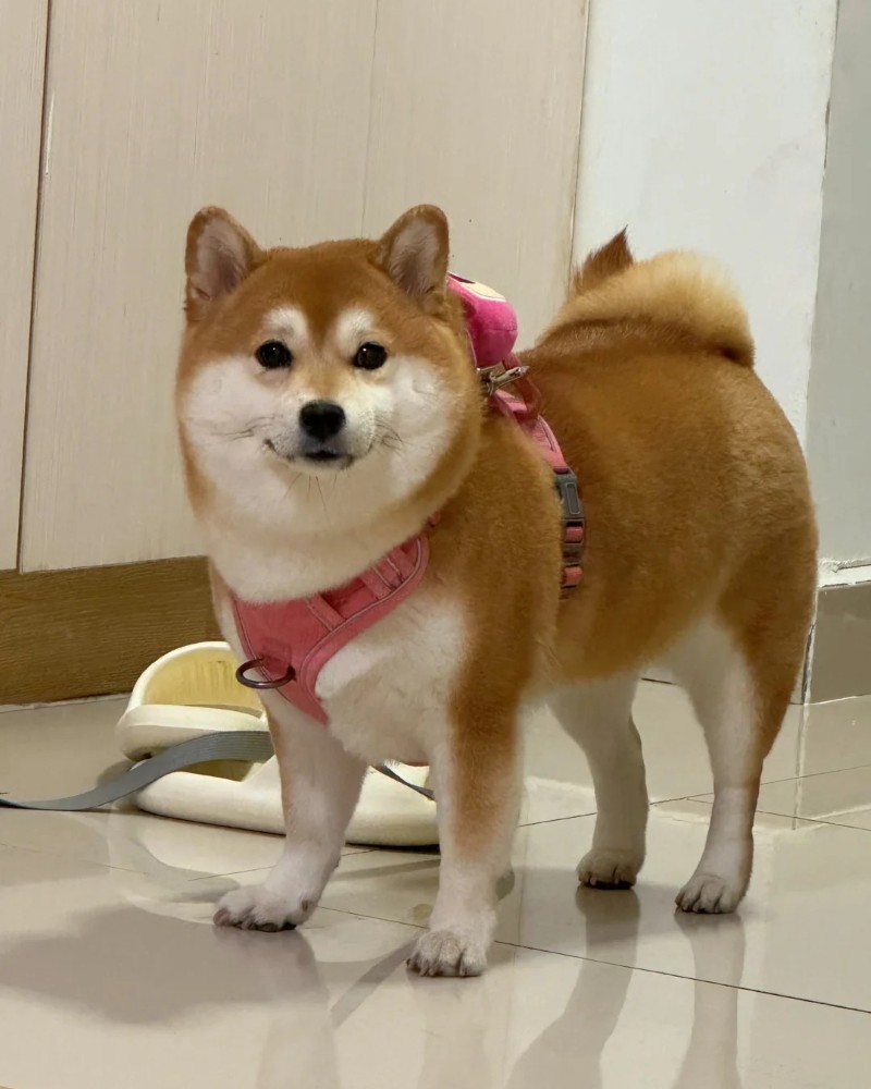 hình ảnh con chó cute 9