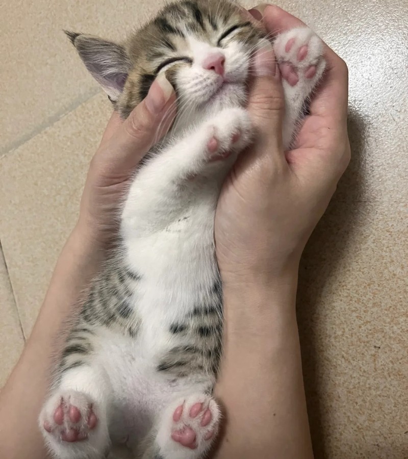 hình ảnh của chú mèo mặt bựa