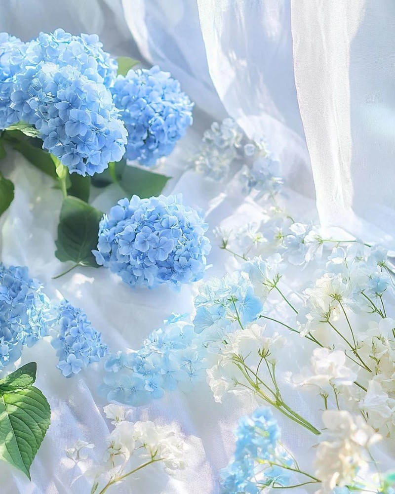hình ảnh hoa cẩm tú cầu