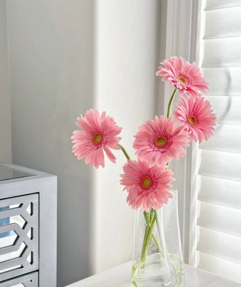hình ảnh hoa đồng tiền đẹp nhất 24