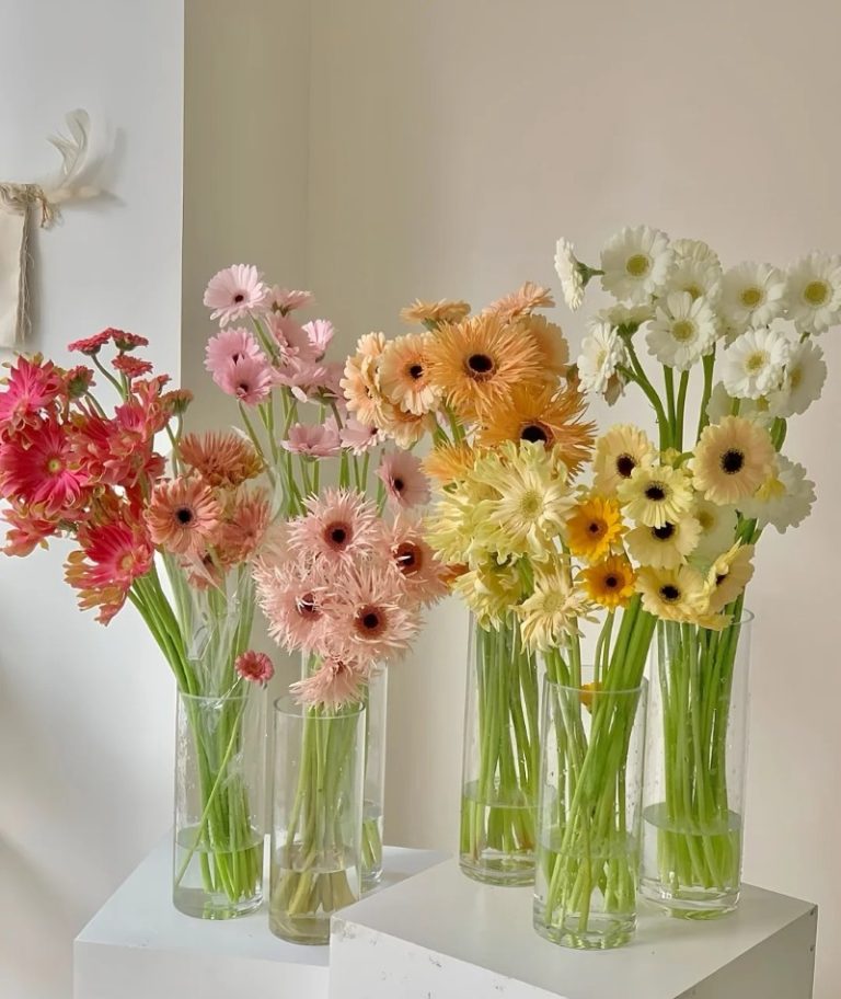 Tuyển chọn 99+ hình ảnh hoa đồng tiền đẹp nhất hiện nay Tuyển chọn 99+ hình ảnh hoa đồng tiền đẹp nhất hiện nay