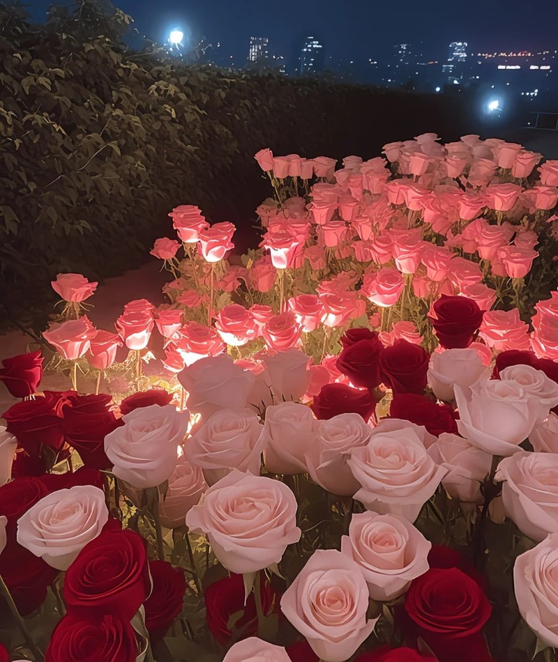 hình ảnh hoa hồng đẹp lãng mạn 13