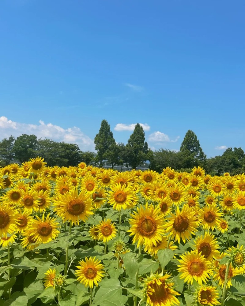 hình ảnh hoa hướng dương 11