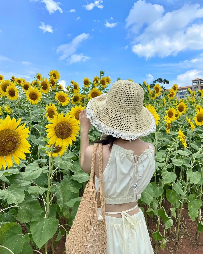 hình ảnh hoa hướng dương 21