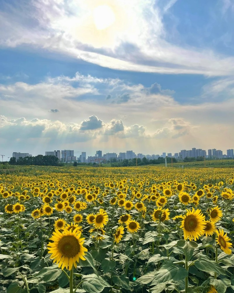 hình ảnh hoa hướng dương 24