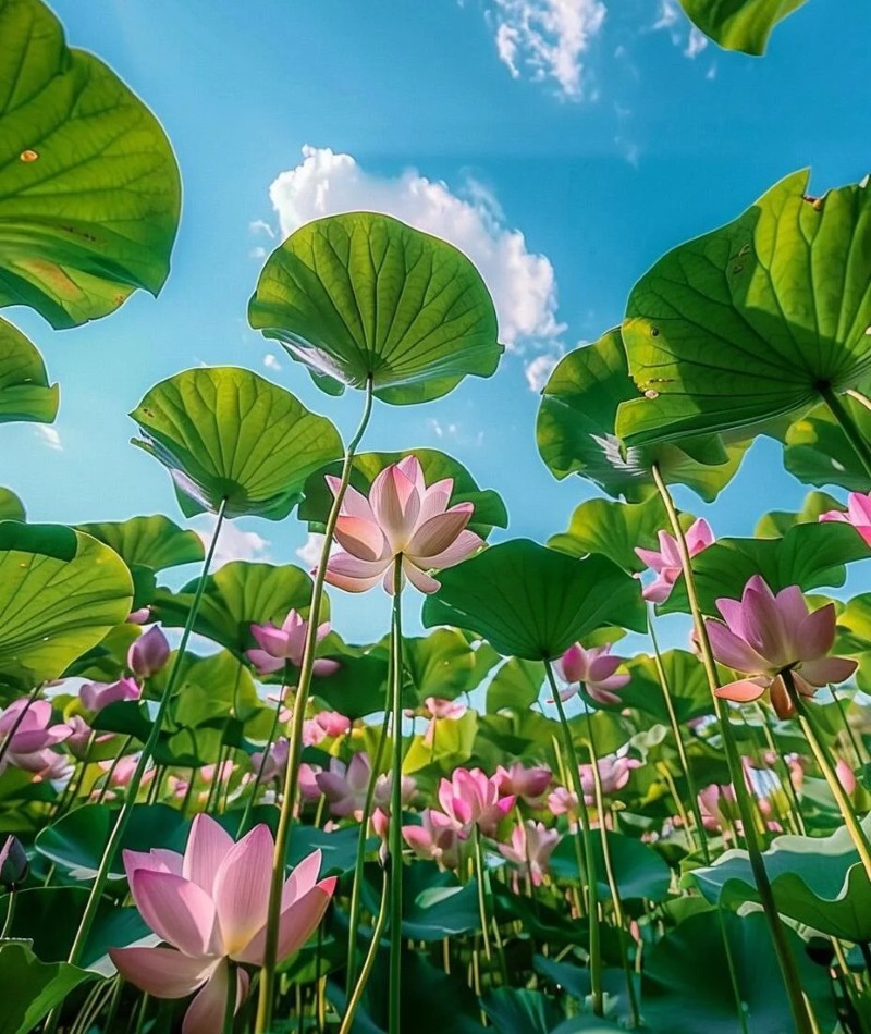 hình ảnh hoa sen tuyệt đẹp 21