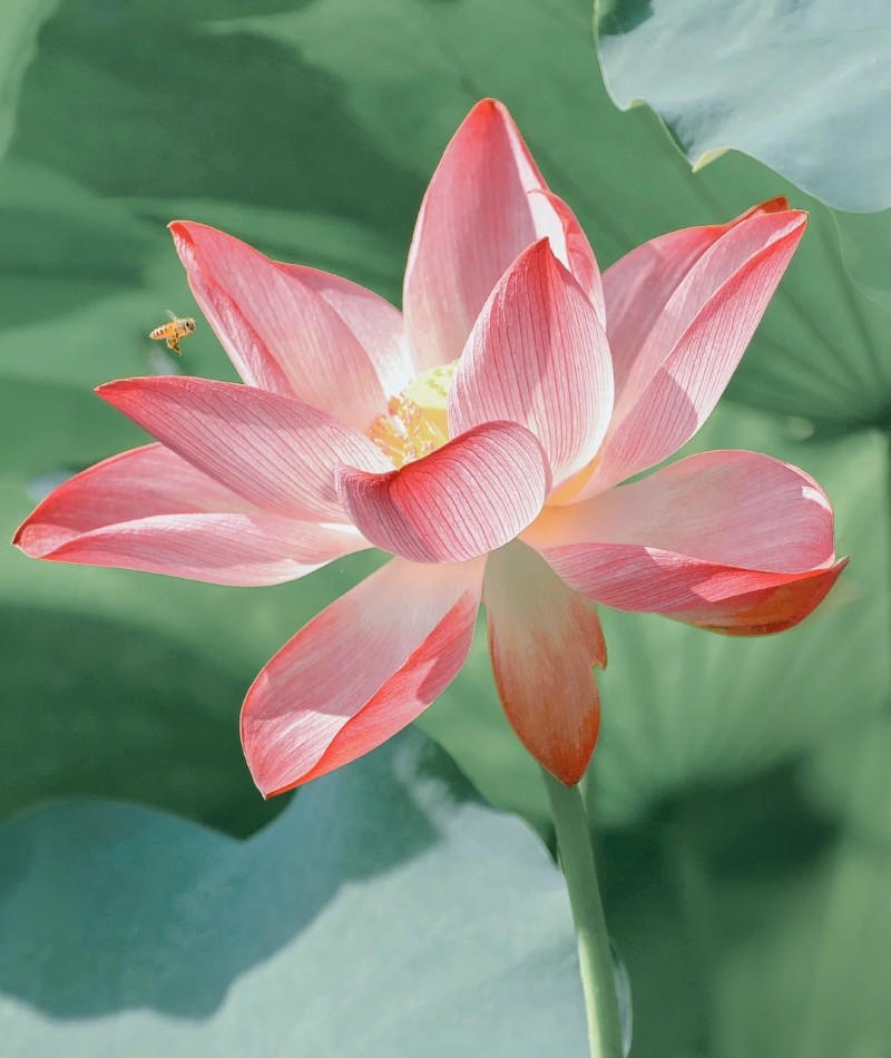 hình ảnh hoa sen tuyệt đẹp 28