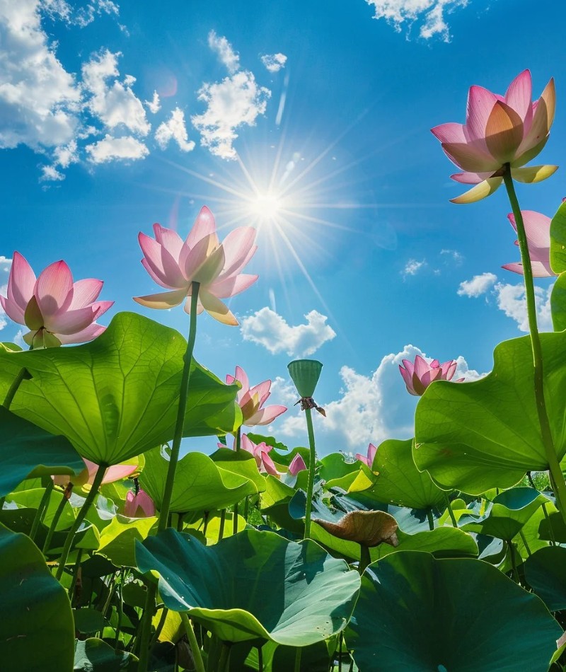 hình ảnh hoa sen tuyệt đẹp 35