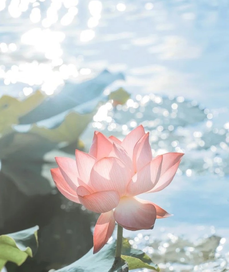 hình ảnh hoa sen tuyệt đẹp 4