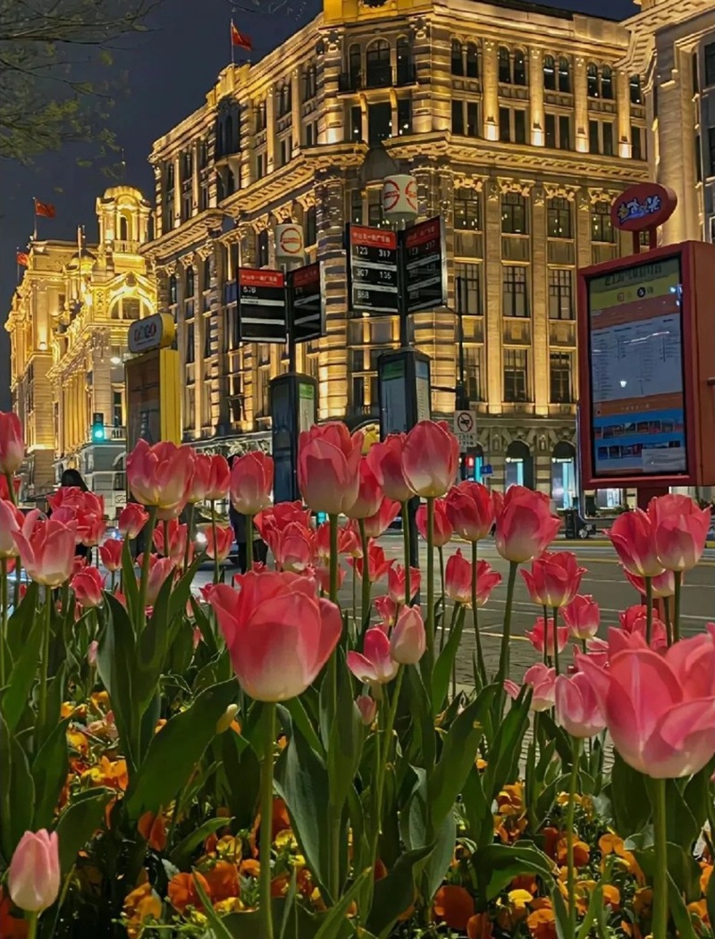 hình ảnh hoa tulip đẹp nhất