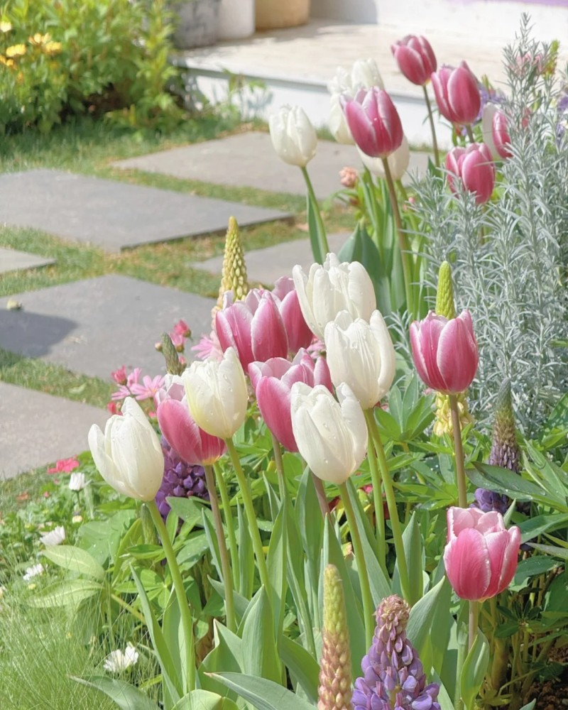 hình ảnh hoa tulip đẹp
