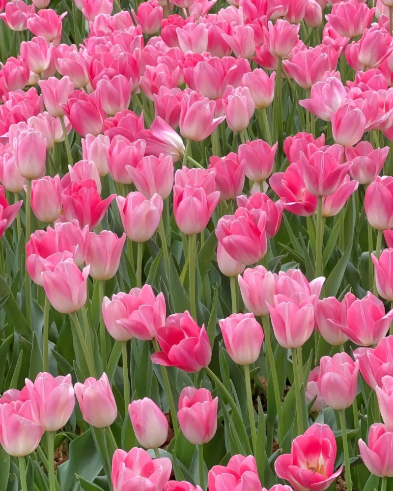 hình ảnh hoa tulip hồng