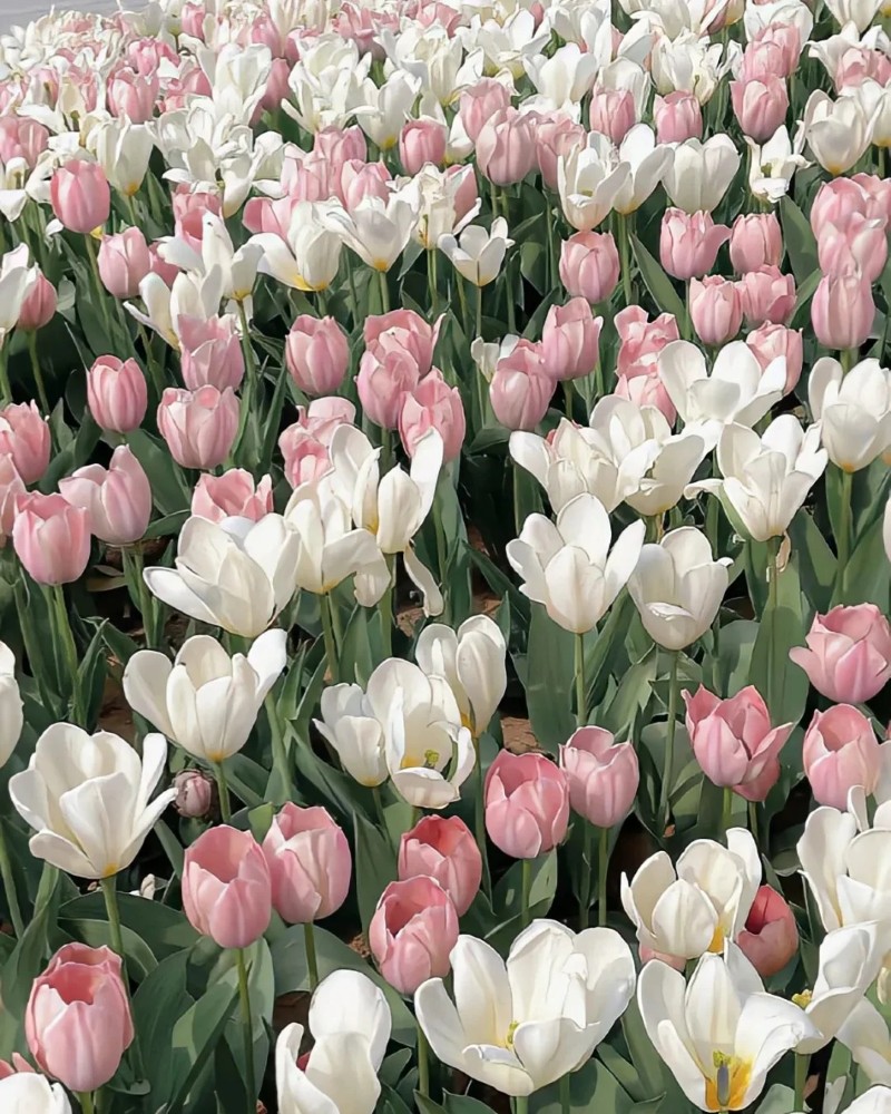 hình ảnh hoa tulip trắng