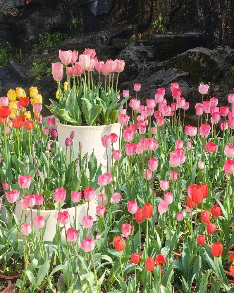 hình ảnh hoa tulip