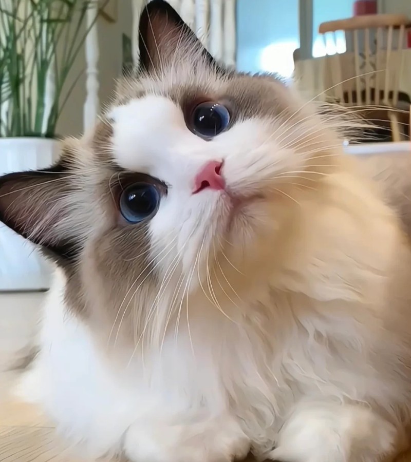 hình ảnh mèo bựa