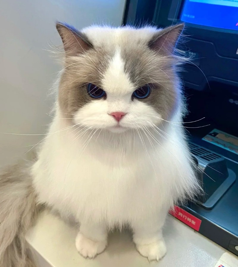 hình ảnh mèo cute