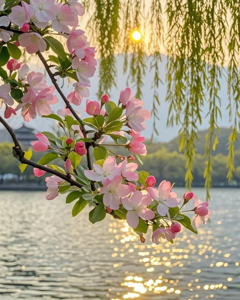hình ảnh mùa xuân 24
